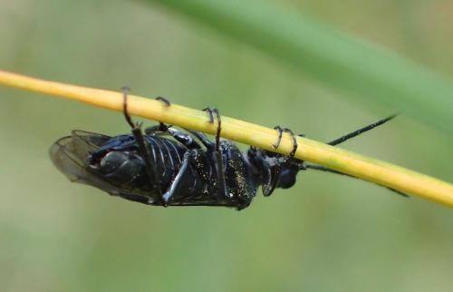 Dolerus sp.